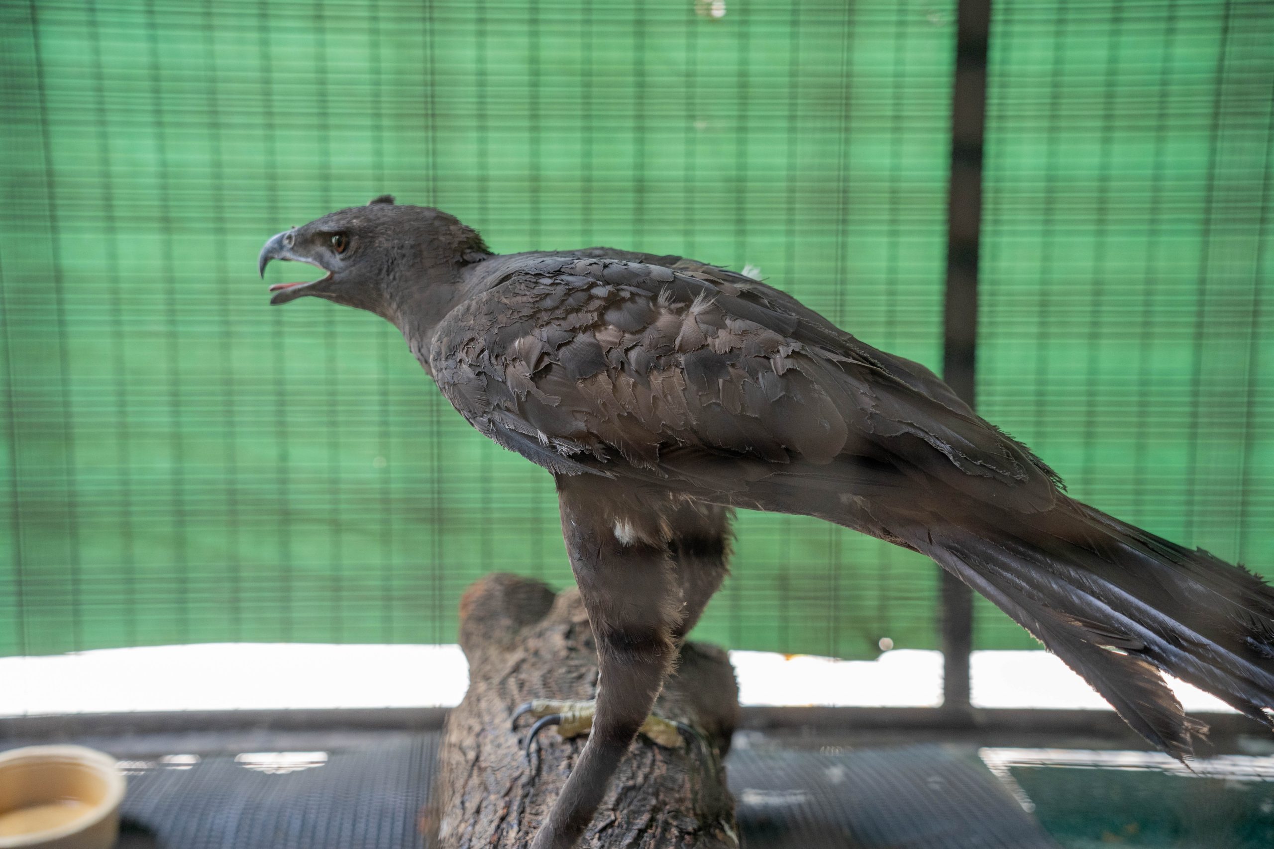 Changeable hawk-eagle (Image credits to Jurong Bird Park)