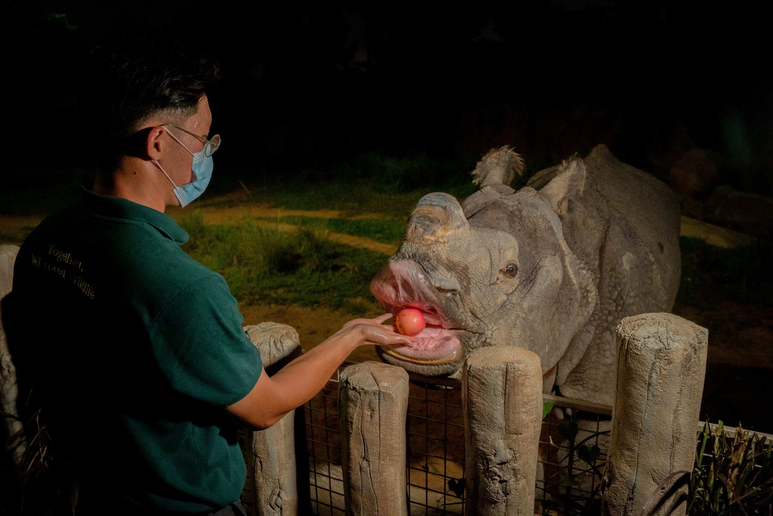 Image 3 – Night Safari’s Senior Keeper, Gao Hui, feeds an apple to Newari. Photo credit to Mandai Wildlife Group