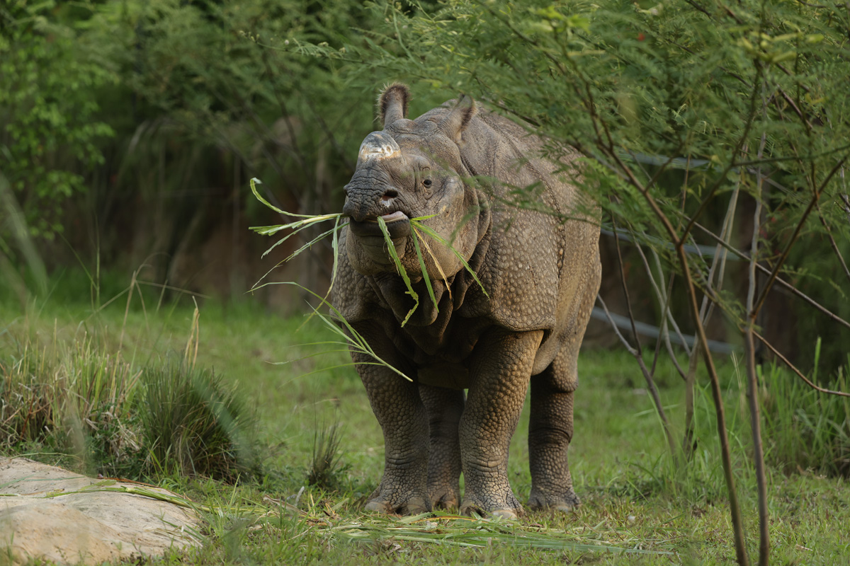 Image 4 – Newari munches on some elephant grass at Night Safari’s Indian rhino habitat. Photo credit to Mandai Wildlife Group